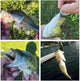 🐠Soft Bionic Fishing Lures